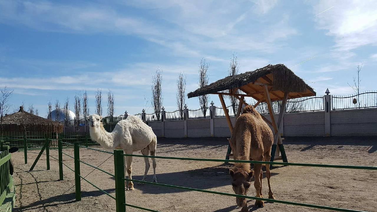 eskisehir-hayvanat-bahcesi