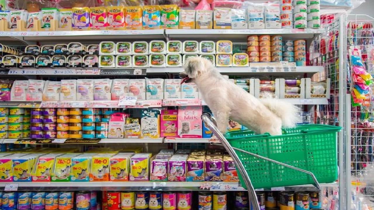 En İyi 20 Eskişehir Petshop Adresine Zoom'la