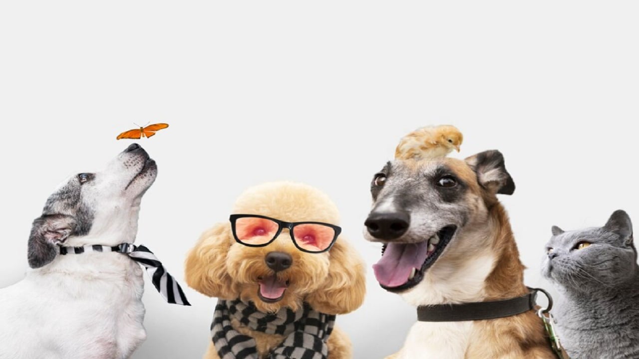 eskisehir-petshop