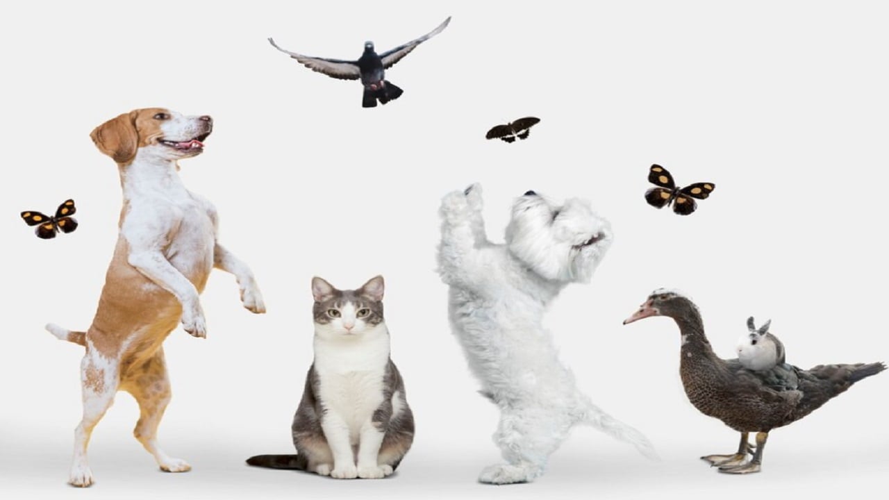 eskisehir-petshop